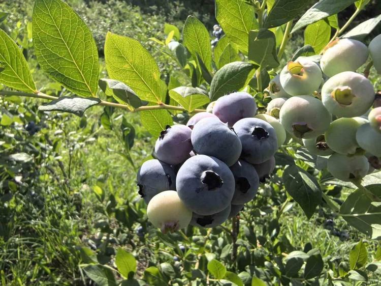 Elma ya da muz değilmiş Kahvaltıda yenilebilecek en sağlıklı meyve belli oldu
