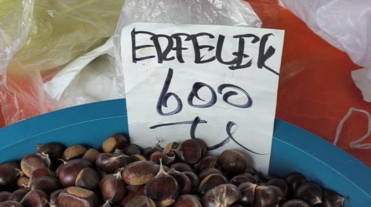 Sinop’ta kestane hasadı başladı! Fiyatı dudak uçuklattı