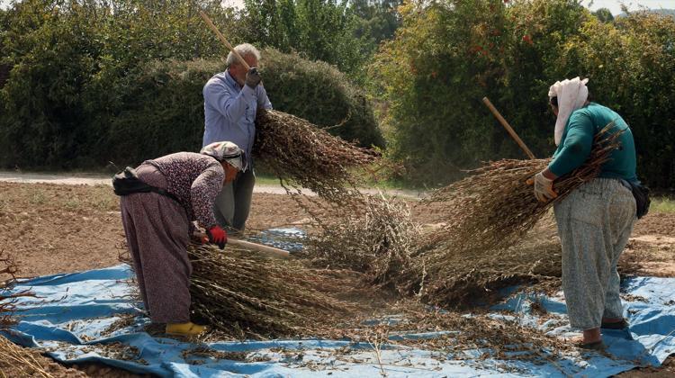 En büyük taliplisi Japonya 21 gün tarlada kurutuluyor ve elle eleniyor, sushi için kilo kilo satılıyor