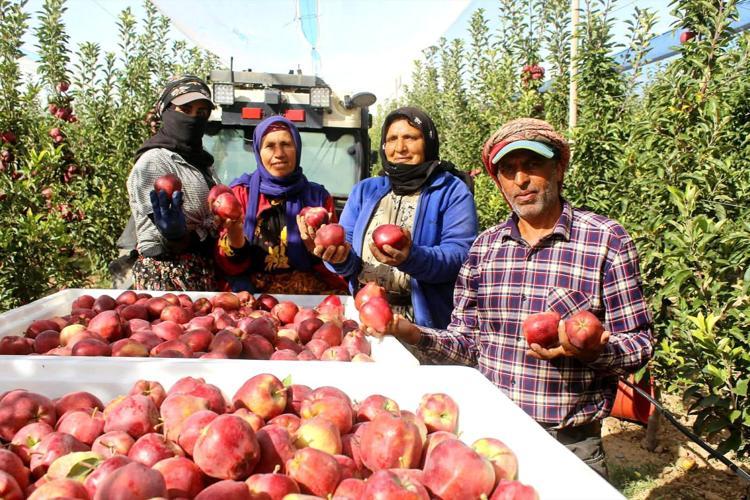 Geçen yıl don vurmuştu, bu yıl rekor kırıyor: Erciyes rüzgarıyla yetişen lezzet 4 ülkeye ihraç ediliyor