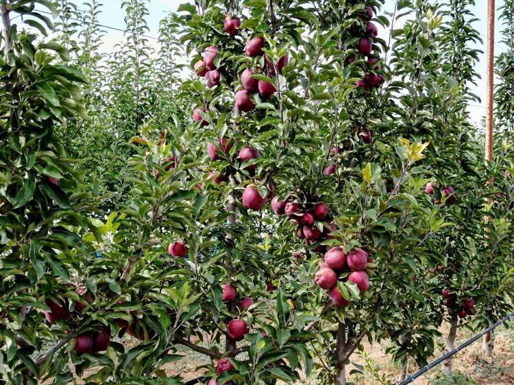 90 DÖNÜM ALANDA TOPLAM 400 TON ÜRÜN