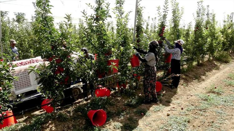 Geçen yıl don vurmuştu, bu yıl rekor kırıyor: Erciyes rüzgarıyla yetişen lezzet 4 ülkeye ihraç ediliyor