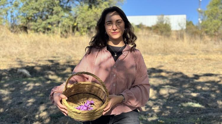 Kilosu tam 800 bin lira! ‘Dünyanın en pahalı baharatı’ Safranbolu’da çiçek açtı