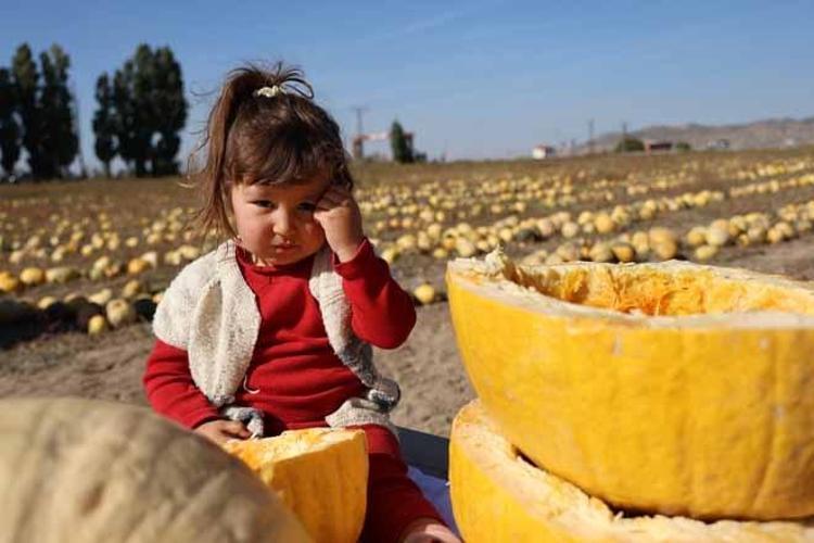 3,6 milyar liralık o dev tescilli servet!.. Türkiye üretiminin yarısı buradan çıkıyor