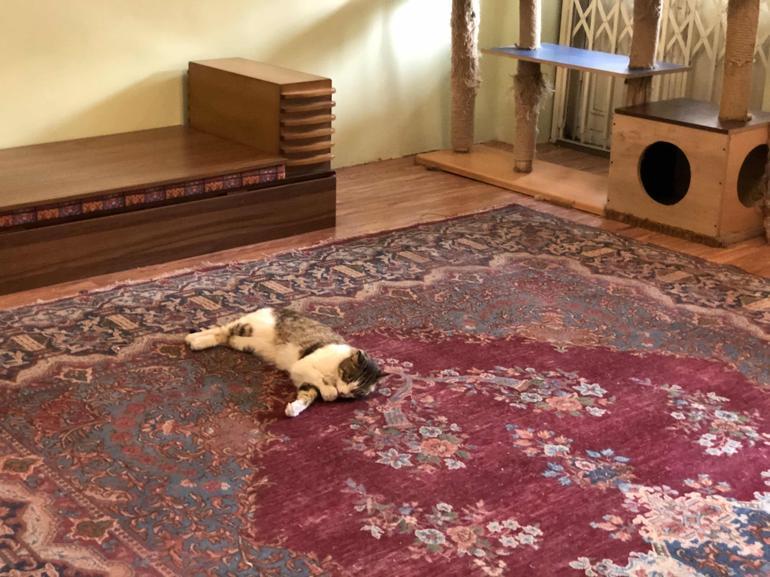 Tahranda canlı kedi müzesi büyük ilgi görüyor