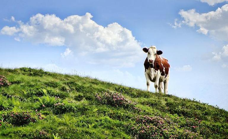 Hollanda inekleri inceleyecek... Konu: Çevre zararı
