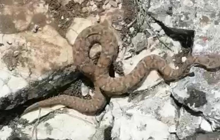 Türkiyenin en ölümcül yılanı Sürü halinde görüntülendi
