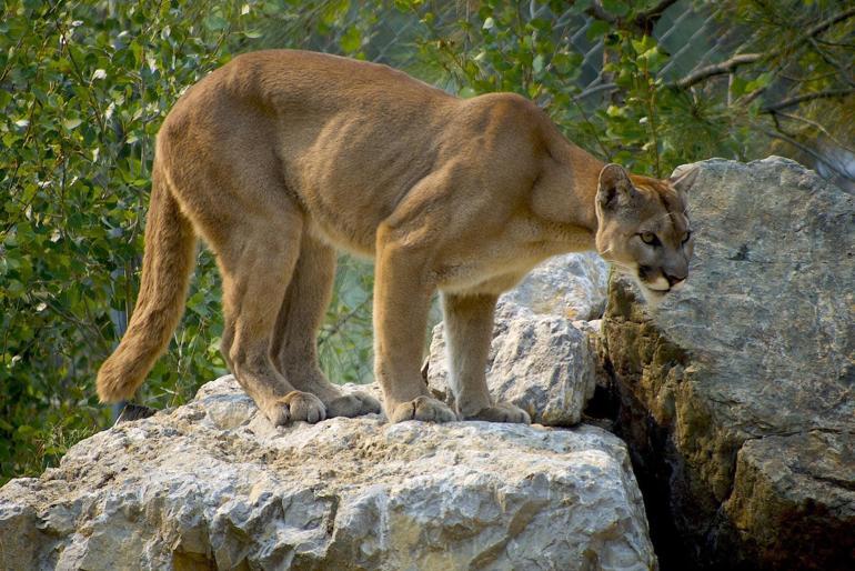 9 yaşındaki kıza dağ aslanı saldırdı: Mucize kurtuluş