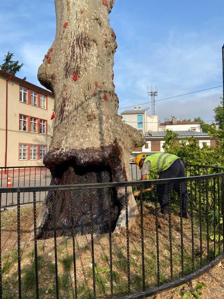 Trabzon’da anıt ağaç tescil edildi