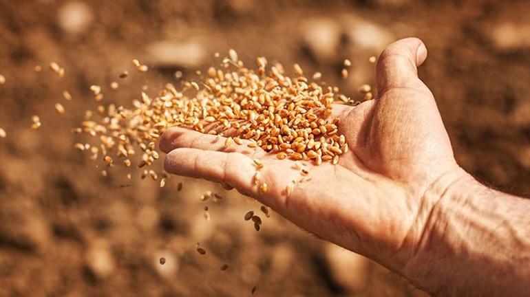 TMO 2022 buğday alım fiyatları Toprak Mahsulleri Ofisi 2022 buğday ve arpa alım fiyatları ne kadar