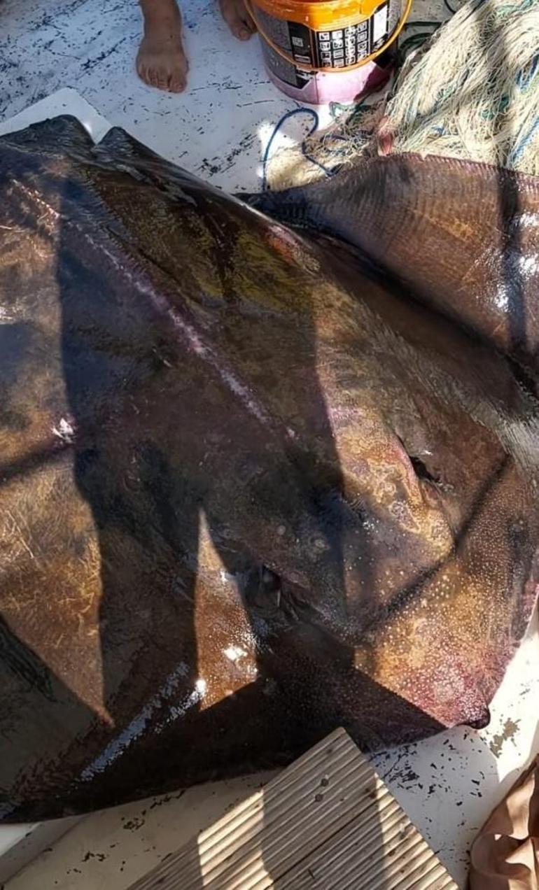 200 kilo vatoz balığı görenleri şaşırttı