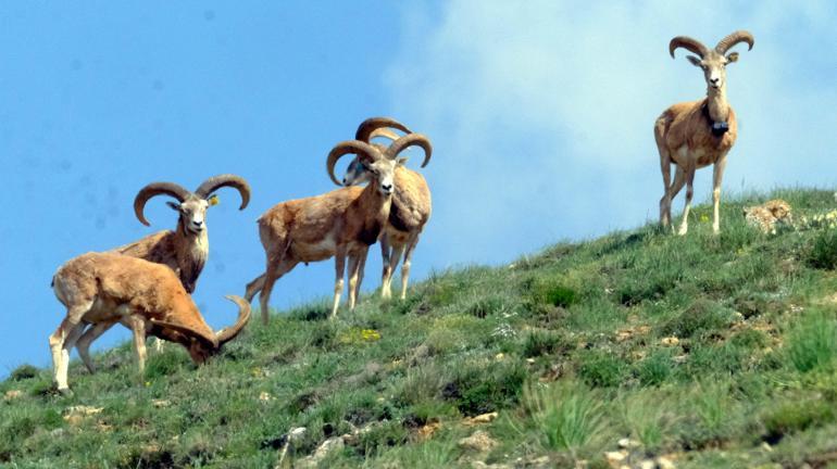 Kırşehir’de Anadolu yaban koyunları fotokapanla görüntülendi