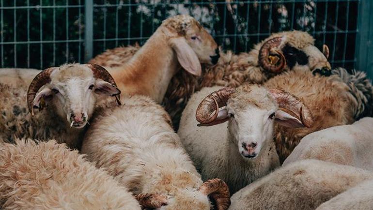 Kurban kesim vakti ne zaman başlar ne zaman biter Bayramın kaçıncı gününe kadar kurban kesilebilir