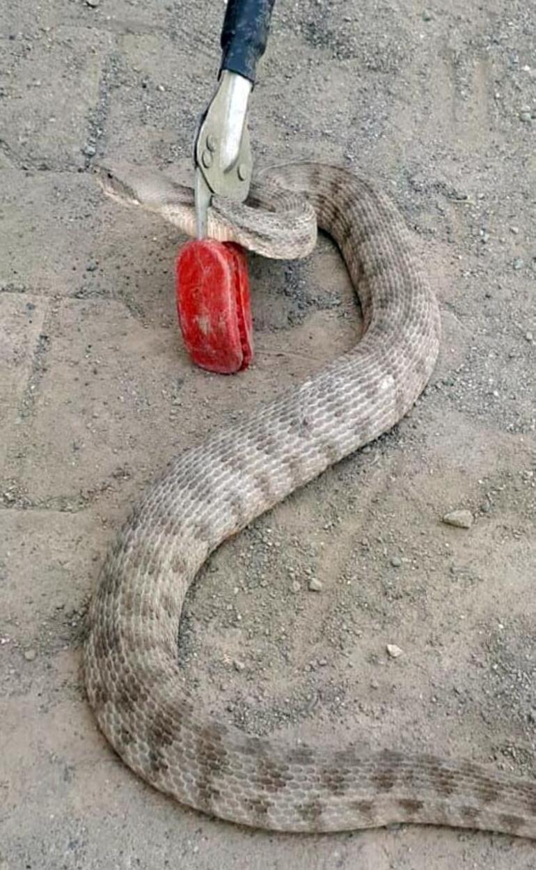 Kümese giren 1.5 metrelik yılanı itfaiye yakaladı
