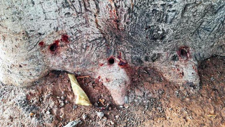 Özgecan Aslan Meydanındaki ağaca asit enjekte edilmişti...Skandal gerçek: CHPli başkan gözaltında