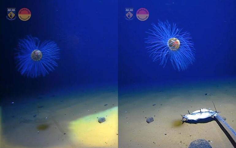 Okyanusun 5 bin metre derinliğinde nadir bulunan bir deniz anası görüntülendi
