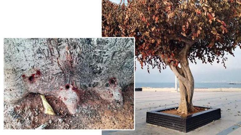 AK Partili Ercikten zehirlenen ağaç nedeniyle Mersin Büyükşehir Belediyene tepki