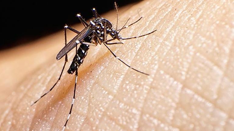 Siyah beyaz sivrisinek türü nedir Zehirli mi Asya kaplan sivrisineği ısırığına ne iyi gelir