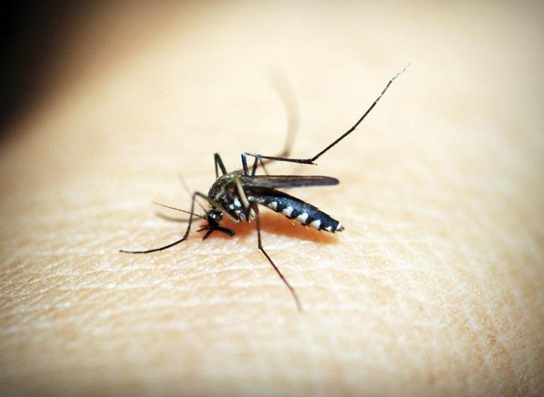 Sivrisinekler bazı insanları neden daha çok ısırıyor