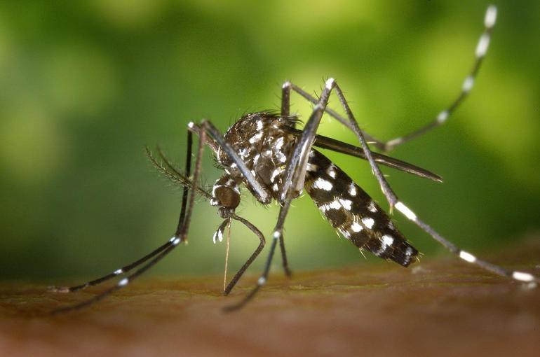 Sivrisinekler bazı insanları neden daha çok ısırıyor
