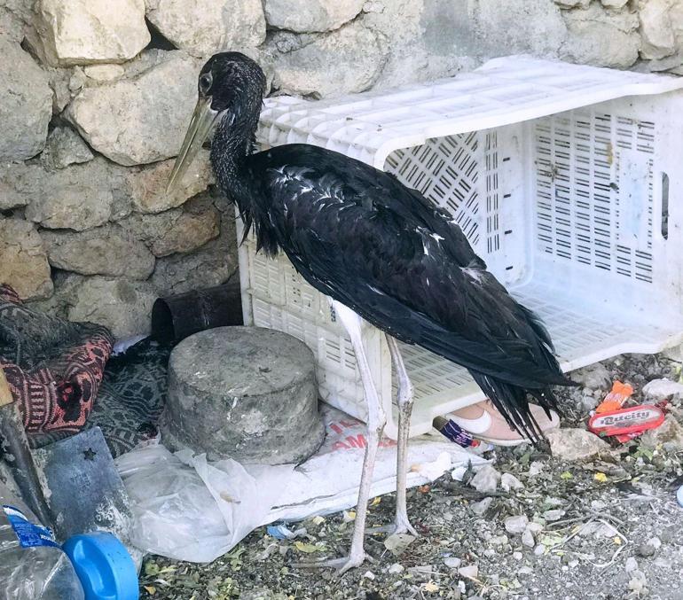 Nesli tükenme tehlikesi altında olan kara leylek koruma altına alındı