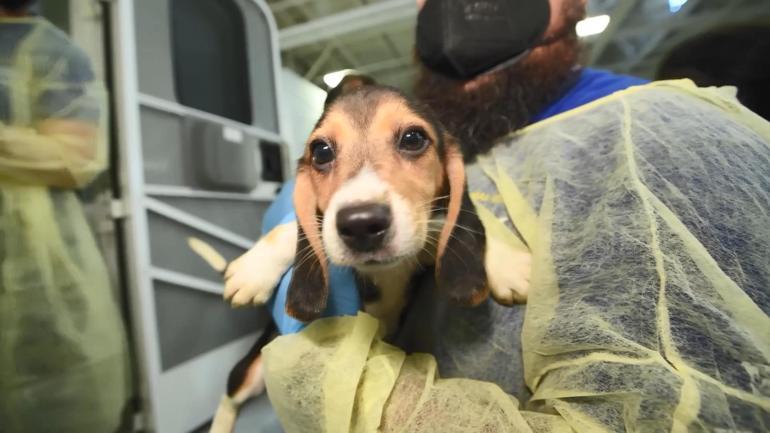 ABD’de 4 bin Beagle cinsi köpek kobay olmaktan kurtuldu