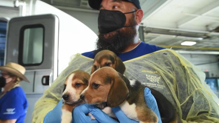 ABD’de 4 bin Beagle cinsi köpek kobay olmaktan kurtuldu