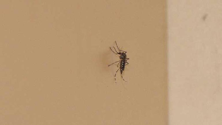 Ölümcül kategorideki hastalıkları bulaştırabiliyorlar Aedes tehlikesi yayılıyor