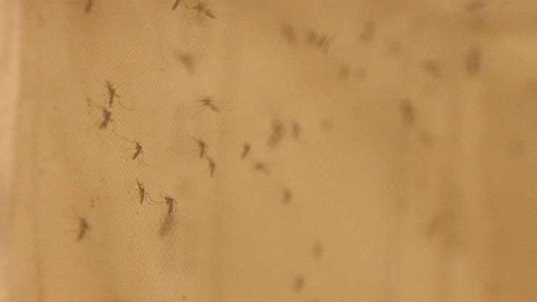 Ölümcül kategorideki hastalıkları bulaştırabiliyorlar Aedes tehlikesi yayılıyor
