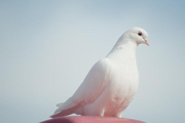 Rüyada beyaz kuş görmek ne anlama gelir Neye yorumlanır, neye işarettir