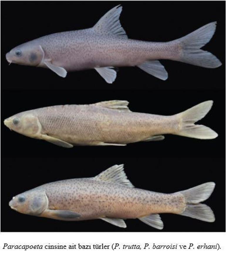 RTEÜ dünya balık faunası için yeni bir cins keşfetti