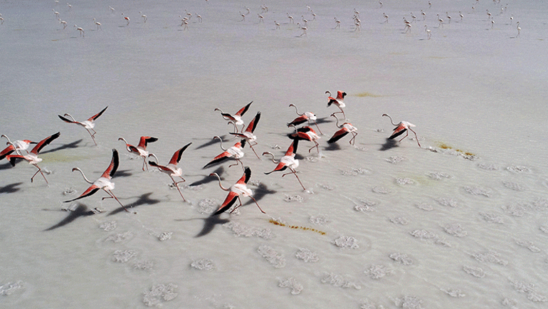 Tuz Gölüne borularla taşınan su, flamingolara can oldu
