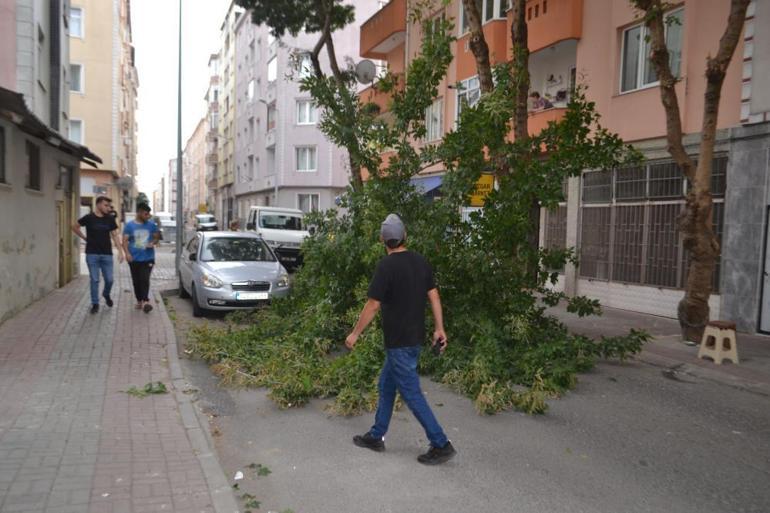 Şiddetli rüzgar çeyrek asırlık ağacı devirdi