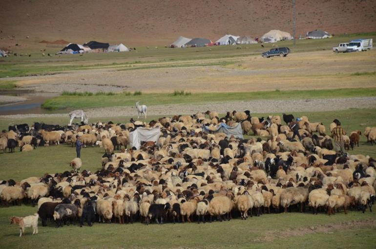 Göçerlerin zorlu yayla yolculuğu devam ediyor