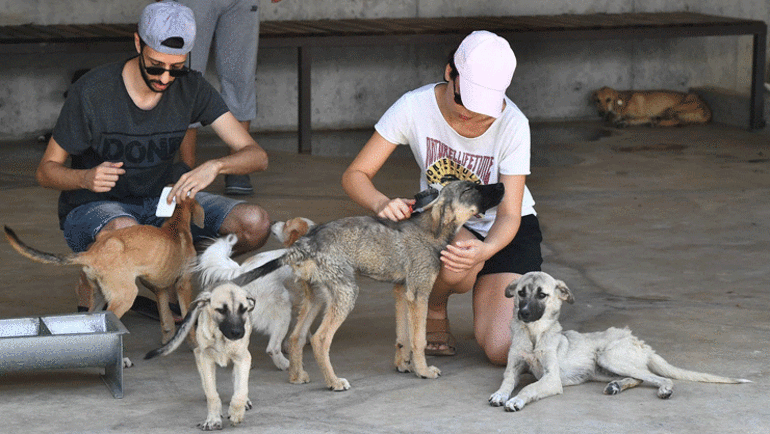 Tuğba Altıntopa köpek saldırdı Sokak hayvanları toplatılsın kampanyası ikiye böldü