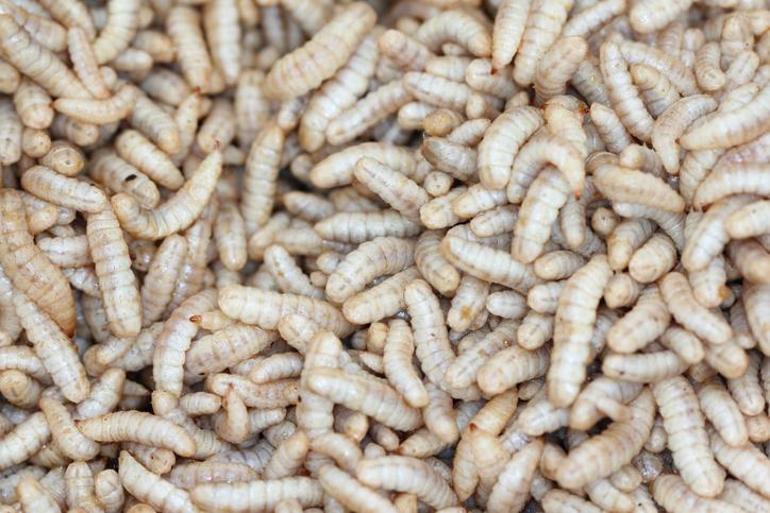 Yaptırımlarla mücadele eden Rusya için sinek larvasından ‘alternatif et’ uyarısı