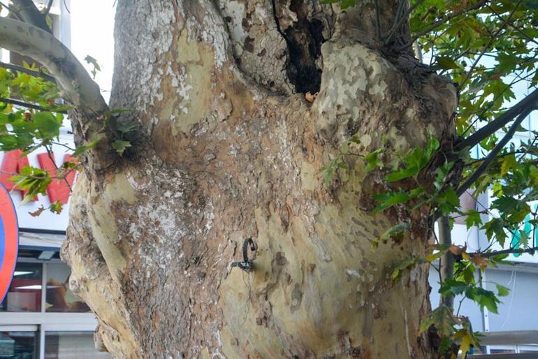 500 yaşındaki anıt ağaç kimliklendirildi
