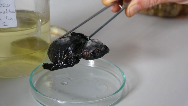 Deniz kaplumbağaları, Çanakkalede de görülmeye başladı