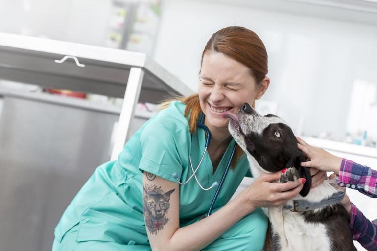 Pet hayvanlarında kimliklendirme için son tarih