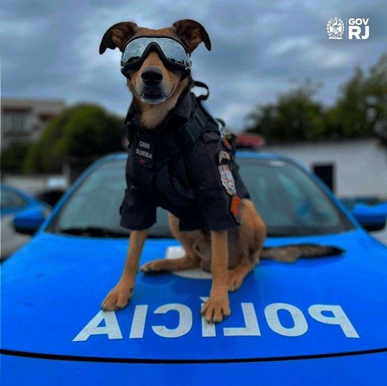 Polisin kurtarma köpeği, sosyal medya yıldızı oldu Binlerce takipçisi var