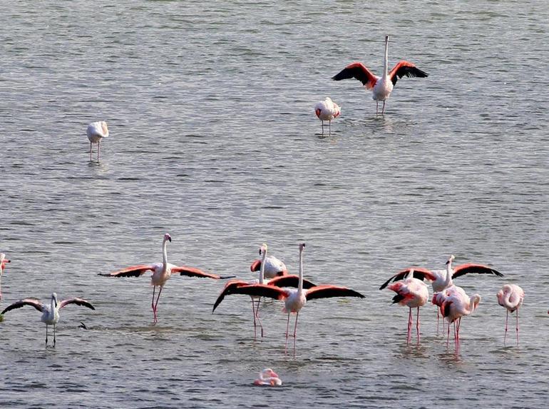Flamingoların sayısı arttı Görenleri büyülüyor