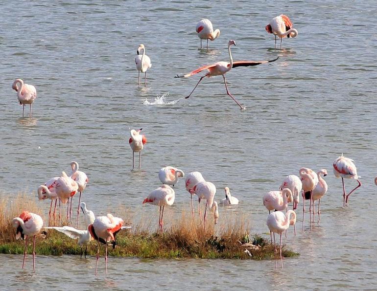 Flamingoların sayısı arttı Görenleri büyülüyor