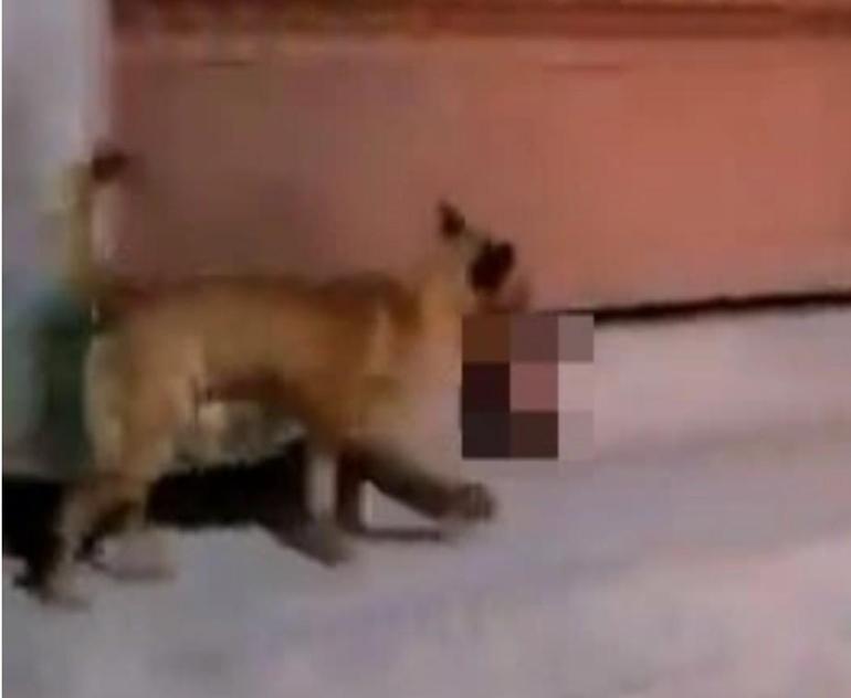 Meksikada korkunç görüntü Köpeğin ağzında tuttuğu şey dehşete düşürdü