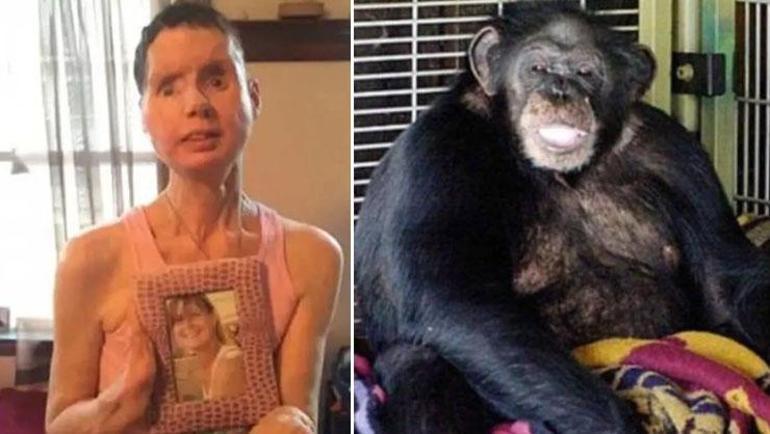 Evcil şempanze hayatını kararttı Telefon kaydı kan dondurdu