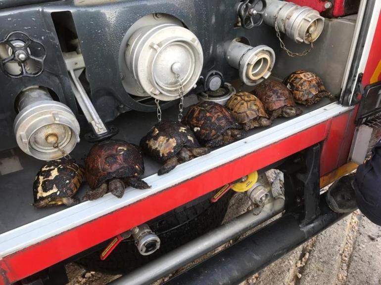Sazlık yangınında 8 kaplumbağa ile 1 yavru köpek kurtarıldı