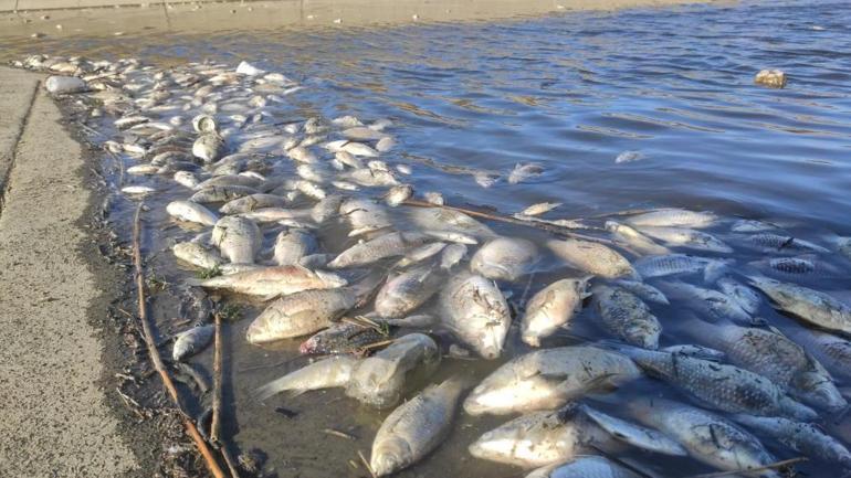Yüzlerce balığın ölmesi bölge halkını korkuttu