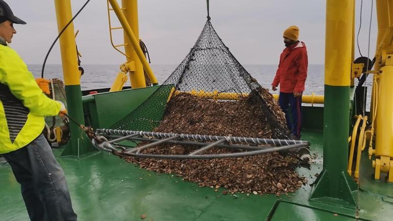 Karadenizde deniz salyangozu stoku yüzde 20 azaldı