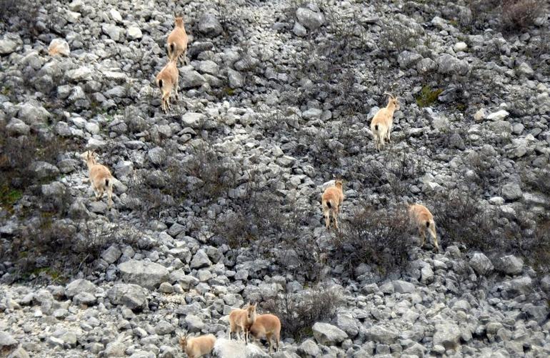 Dağ keçileri dronu yırtıcı kuş zannederek kaçtı