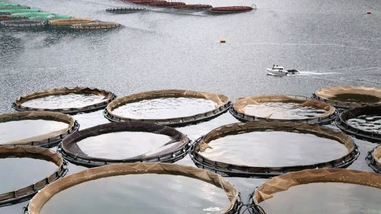 Denizi olmayan şehirden binlerce ton balık ihraç ediliyor