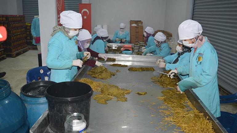 Yapraklar çöp olmaktan kurtarıldı, şehir ekonomisine büyük katkı sağlıyorlar